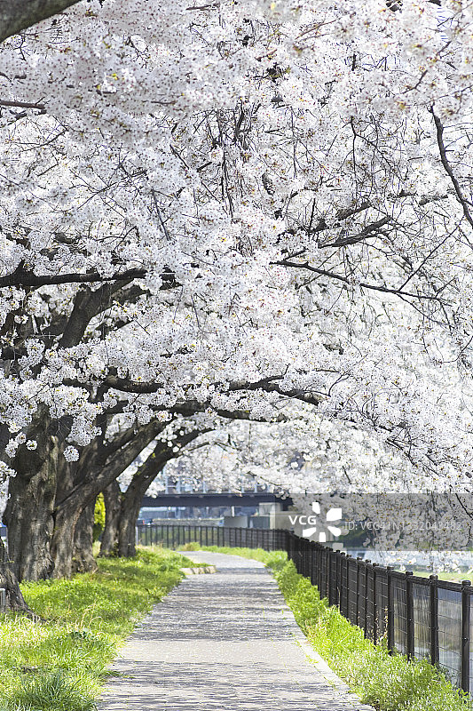 人行道旁盛开的樱花图片素材