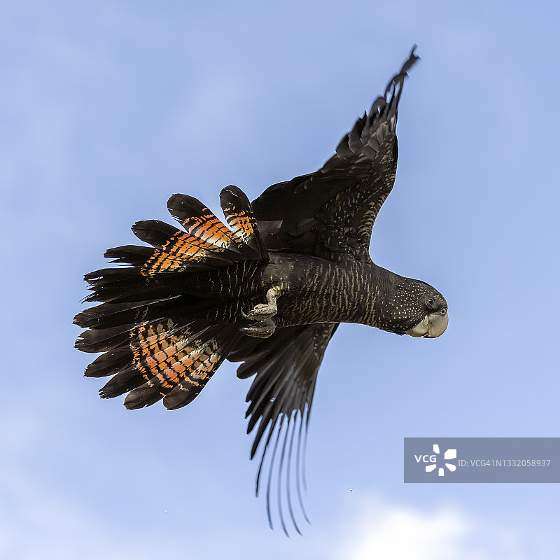 红尾黑凤头鹦鹉图片素材