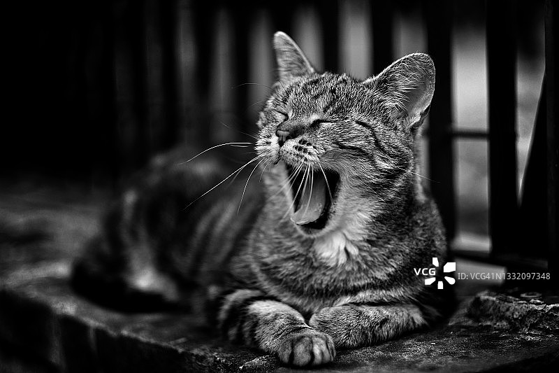 在矮墙上打呵欠的猫图片素材