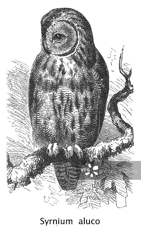 褐林鸮或棕林鸮（Strix aluco, Syrnium Aluco）古董雕刻插图图片素材