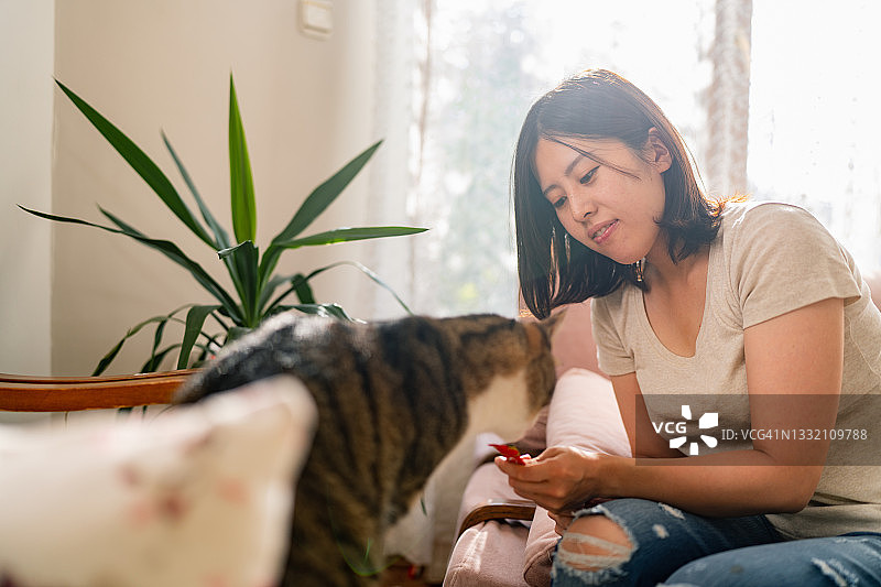 家猫主人在家中客厅喂猫图片素材