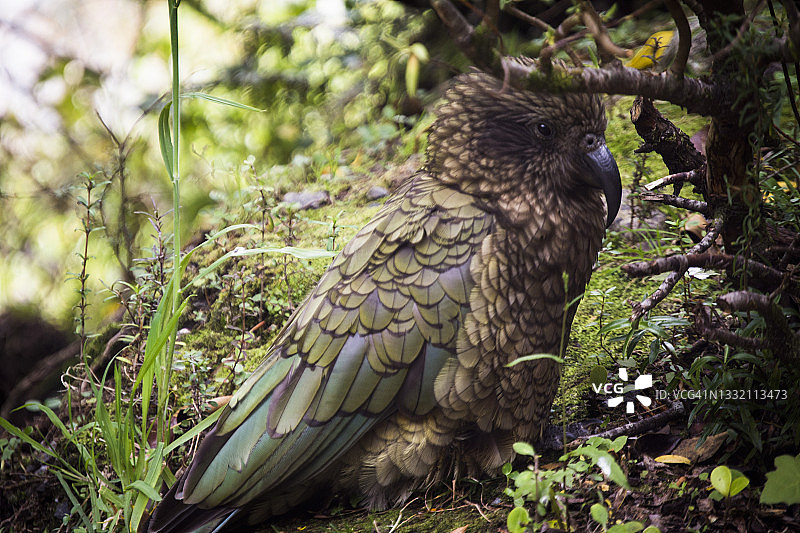 KEA鹦鹉在新西兰茂盛的栖息地中躲藏图片素材