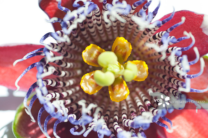 四翼西番莲图片素材