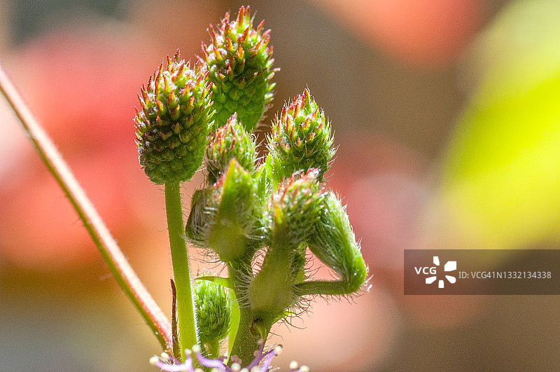 含羞草花蕾图片素材