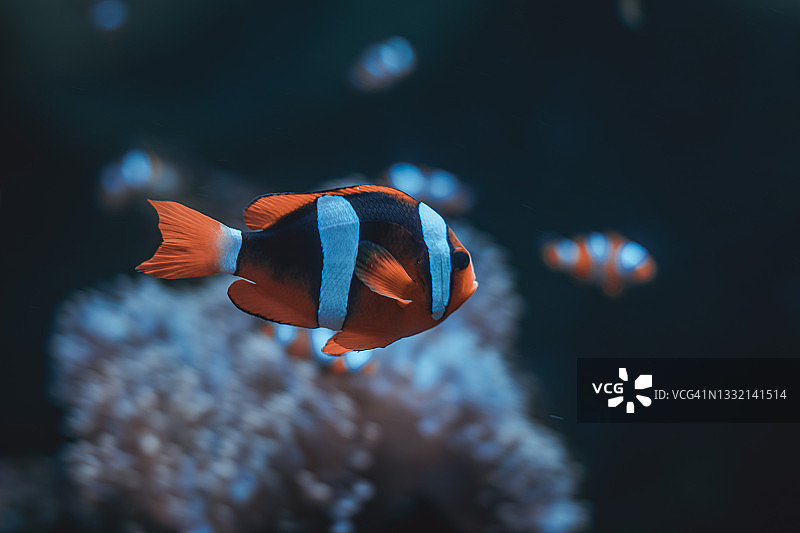 水族馆里五颜六色的热带鱼和珊瑚图片素材