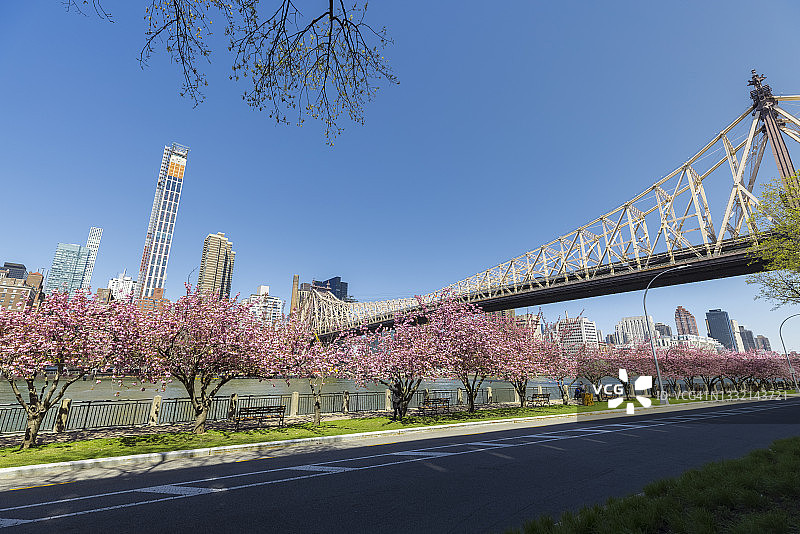 纽约罗斯福岛东河沿岸盛开的樱花树图片素材