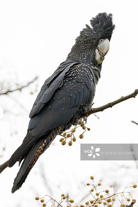 红尾黑凤头鹦鹉图片素材