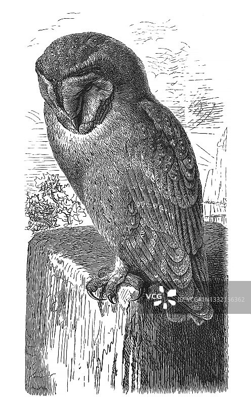 鸟类学：仓鸮老式雕刻插图图片素材