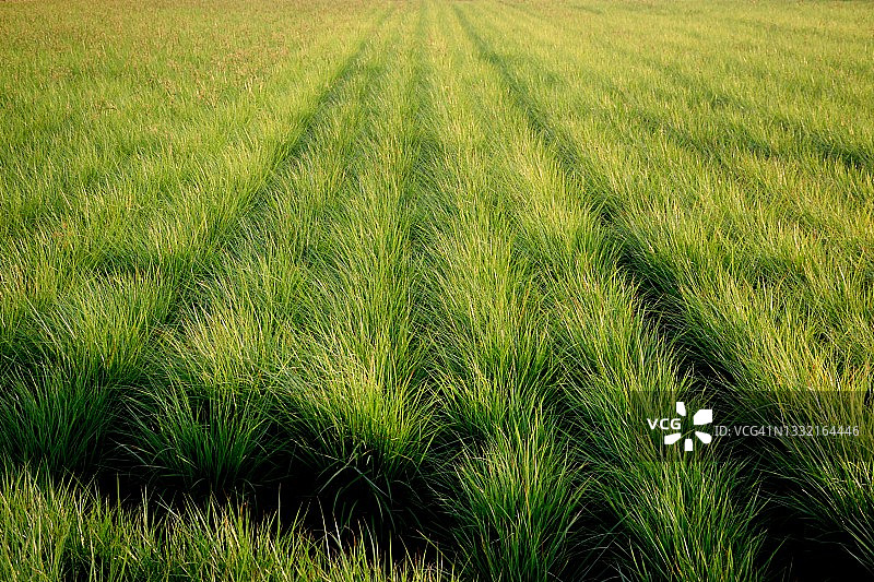 油莎草田图片素材