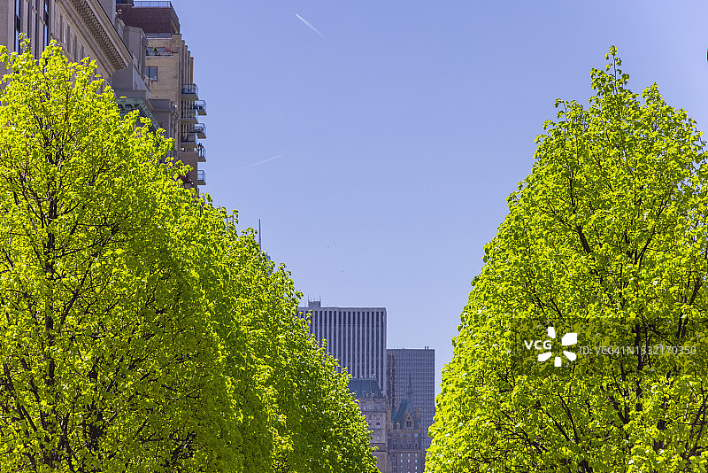 纽约的绿树后方的曼哈顿摩天大楼图片素材