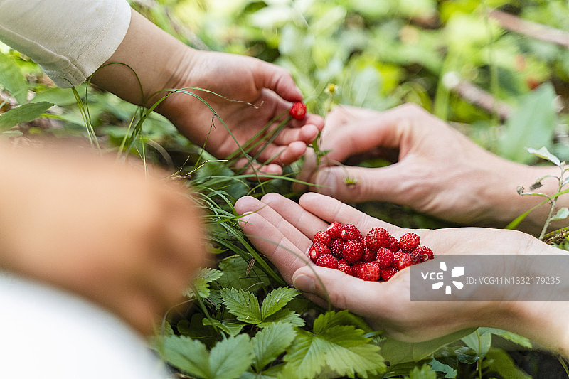 母女在森林里采摘野生草莓图片素材