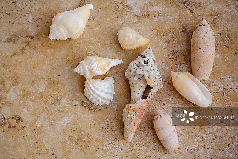 贝壳群图片素材