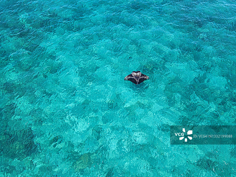 南马累环礁碧绿海水中蝠鲼在水面附近游弋的航拍图片素材