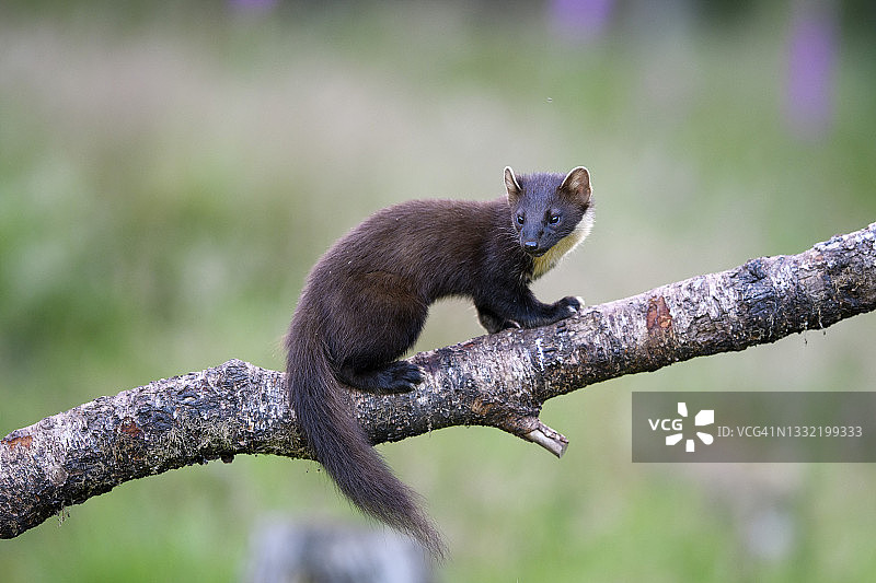 攀爬树干的欧洲松貂图片素材