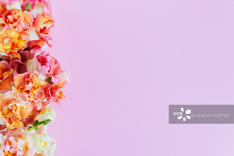 粉色背景上的粉色和黄色金鱼草图片素材