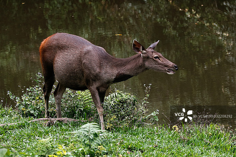 森林里的母鹿图片素材