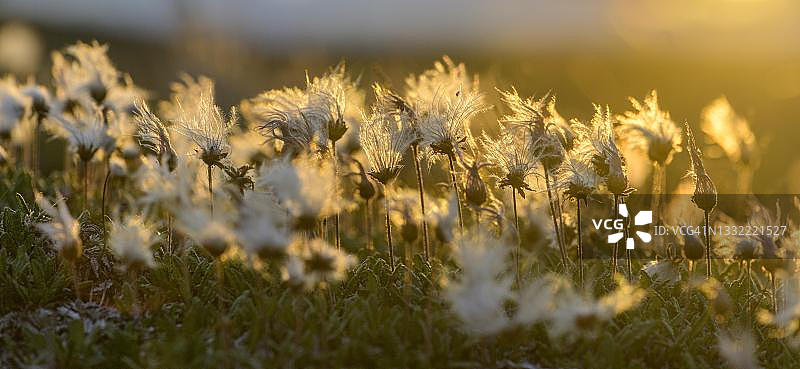冰岛诺ðurland eystra地区雷克雅利ð的逆光棉草图片素材