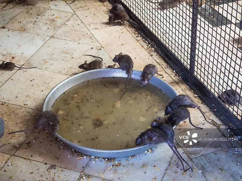 卡尔尼·玛塔神庙（老鼠庙），印度拉贾斯坦邦代什诺克图片素材