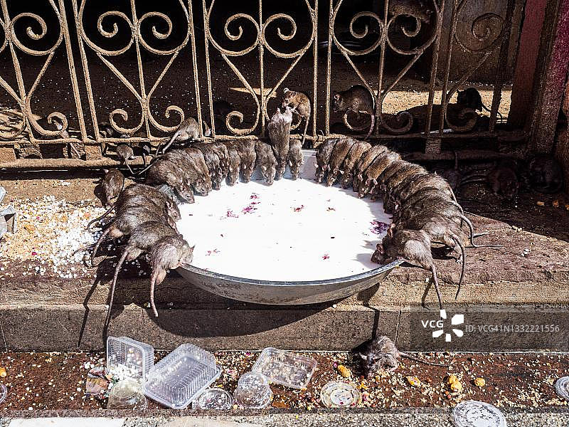 卡尔尼·玛塔神庙（老鼠庙），印度拉贾斯坦邦代什诺克图片素材