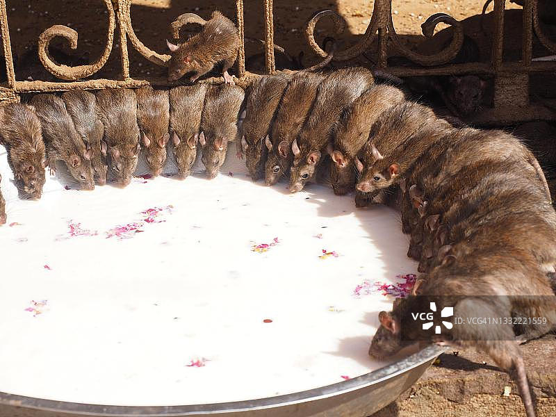 卡尔尼·玛塔神庙（老鼠庙），印度拉贾斯坦邦代什诺克图片素材