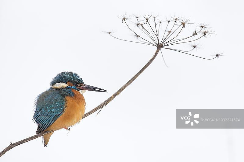 冬季：停留在当归上的普通翠鸟图片素材