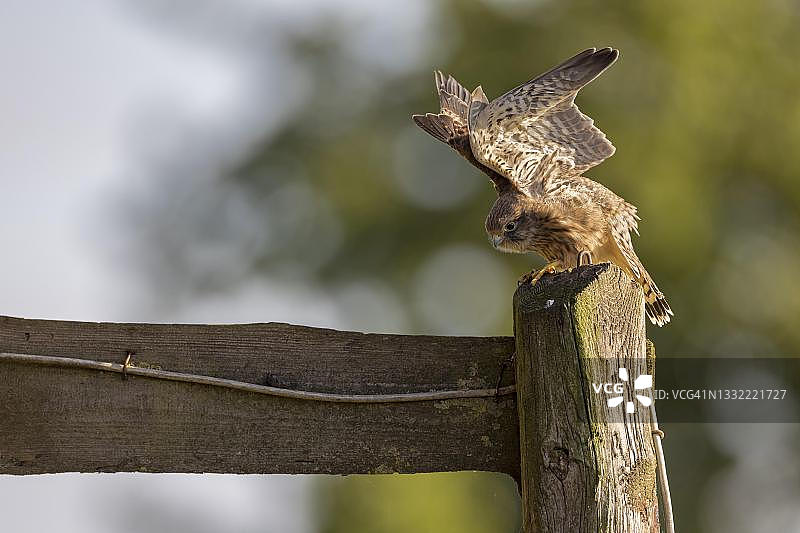 红隼幼鸟飞行训练图片素材
