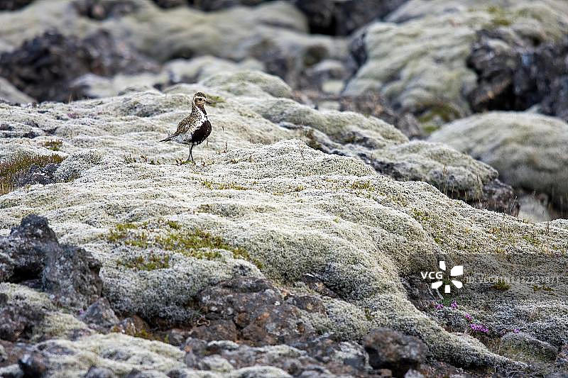 在冰岛覆盖着苔藓的岩石上的金色鸻图片素材