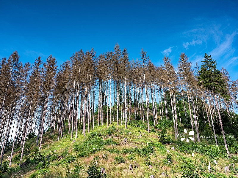 德国图林根州哈茨托尔的枯萎、死去的树木图片素材