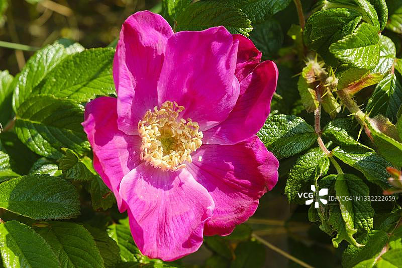 犬蔷薇花，德国东弗里西亚图片素材