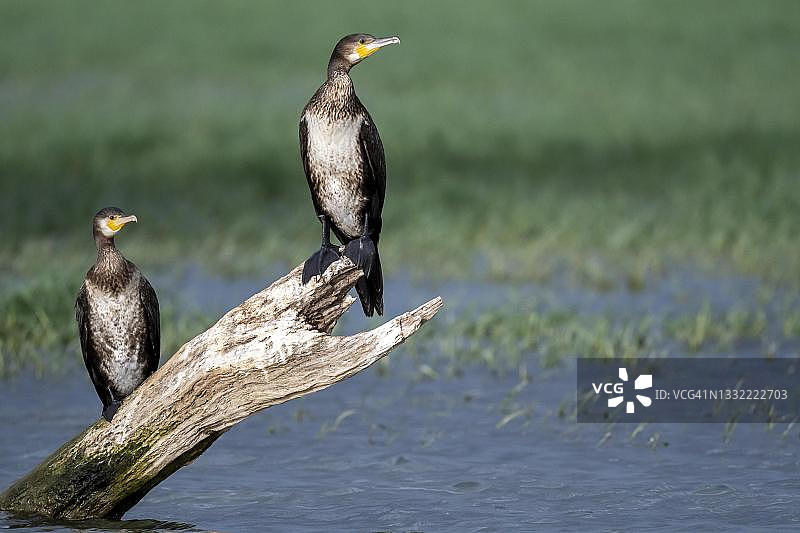 科尔基尼湖水面树枝上的鸬鹚，马其顿，希腊图片素材