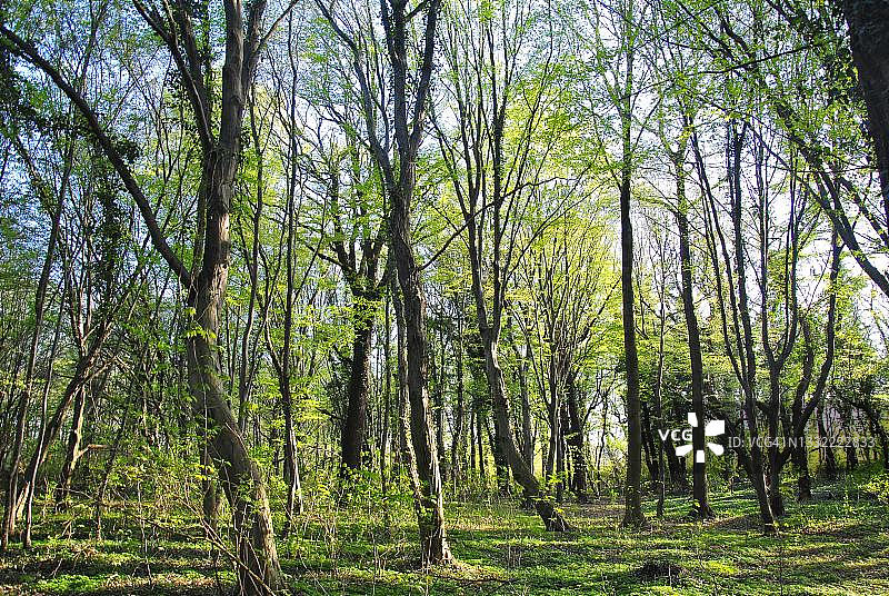 德国萨克森-安哈尔特州，比特费尔德和沃尔芬之间的山毛榉落叶林图片素材