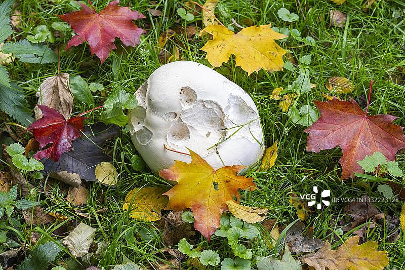 草地上的巨型马勃（Langermannia gigantea），德国图片素材