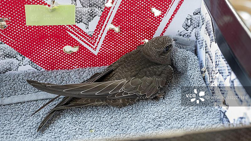 普通雨燕（Apus apus）坐在鞋盒里，幼鸟，野生动物救援，德国萨克森-安哈尔特州马格德堡图片素材