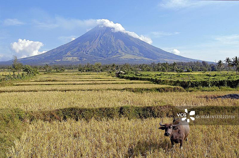 马荣火山，隐没带火山，前景为水牛，菲律宾吕宋岛图片素材
