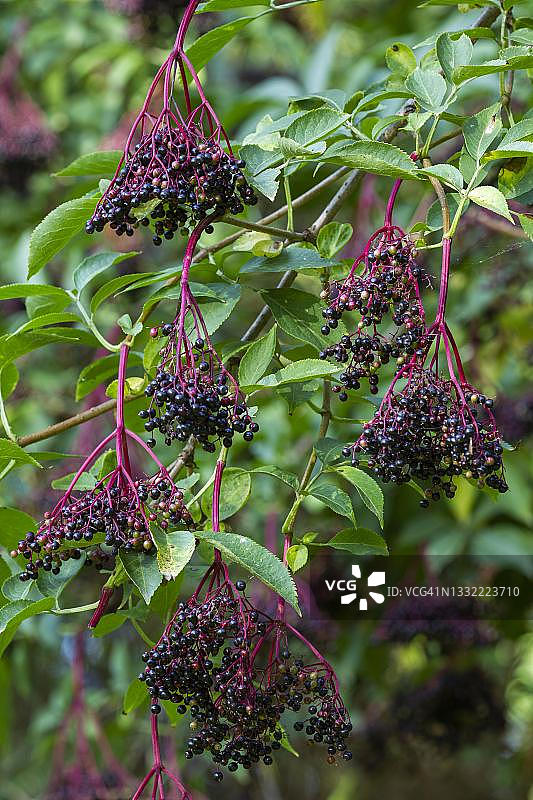德国的黑接骨木浆果图片素材