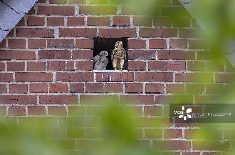普通红隼雌鸟与幼鸟，德国明斯特兰图片素材