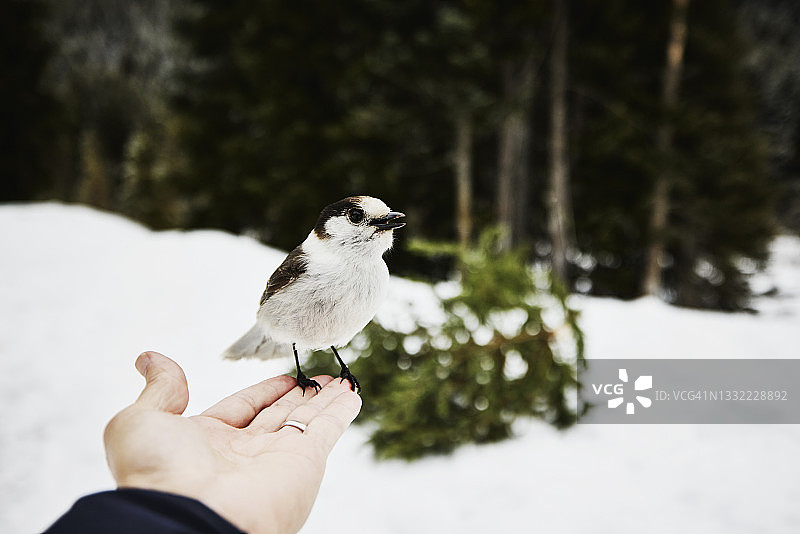特写：冬季午后，鸟儿停留在男人的手上图片素材