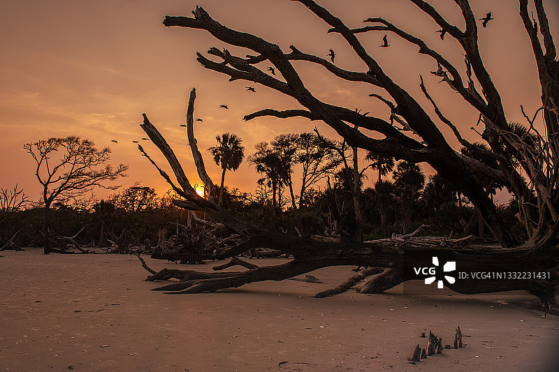 鹈鹕飞越日落图片素材