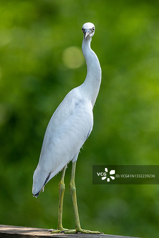 凝视的幼年小白鹭图片素材