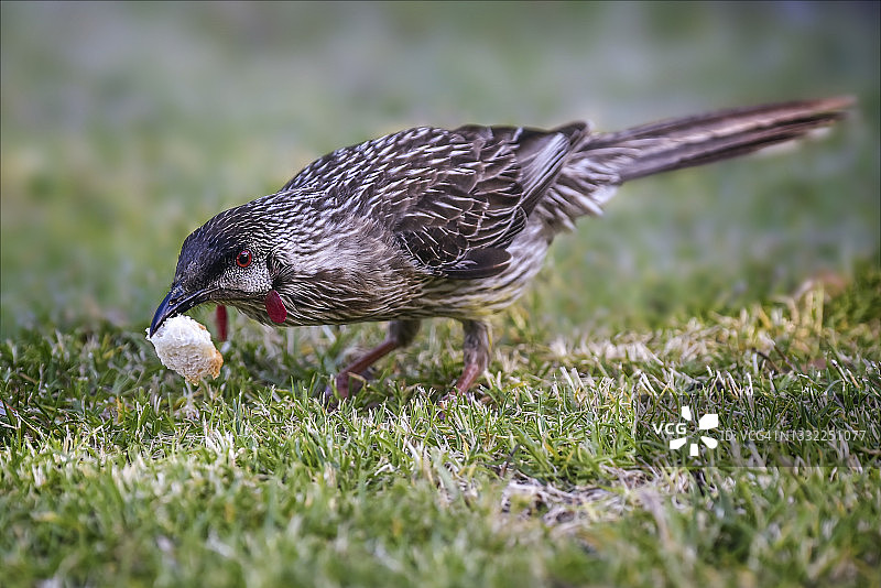 红垂蜜鸟图片素材