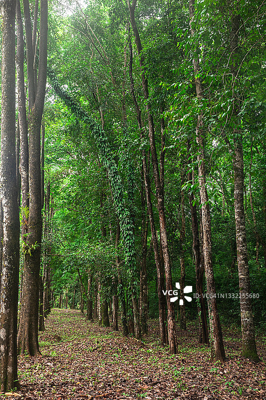 雨季的树木图片素材
