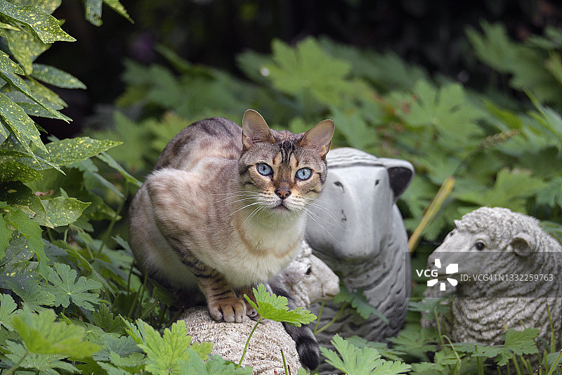 猫：丛林猫混血图片素材