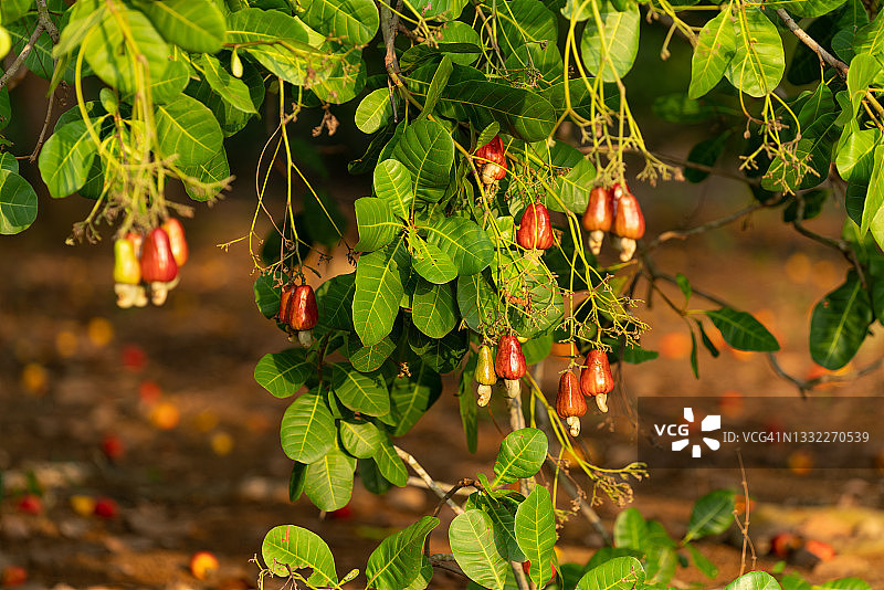 越南腰果丰收季8K素材图片素材