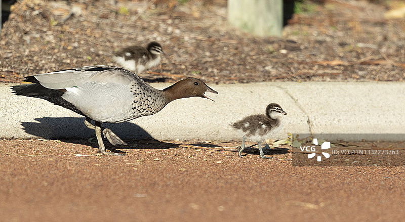 鸭子过马路#1图片素材