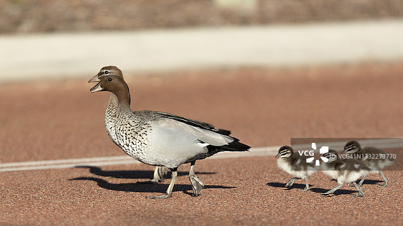 鸭子过马路#4图片素材