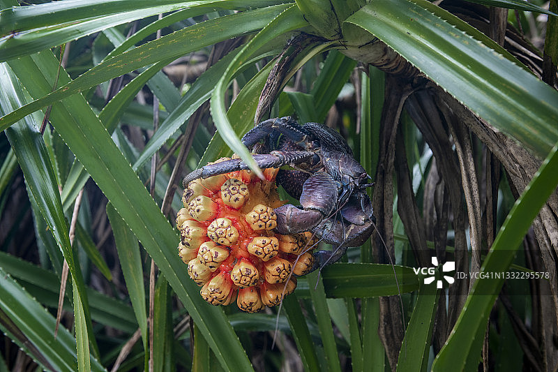 椰子蟹吃露兜果图片素材