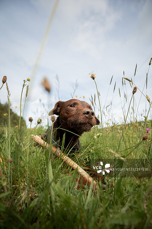 草地上的帕特达尔梗犬图片素材