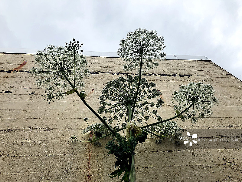 开花的巨型大猪草图片素材