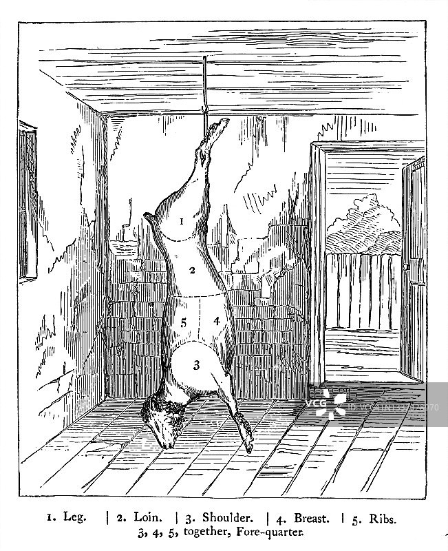 绵羊肉分割区域古老雕刻插图图片素材