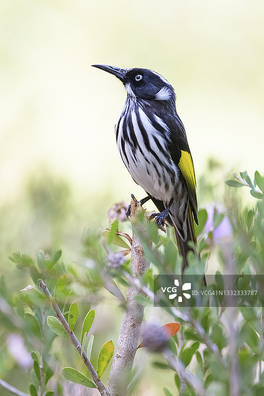 新荷兰吸蜜鸟 - 西澳大利亚图片素材